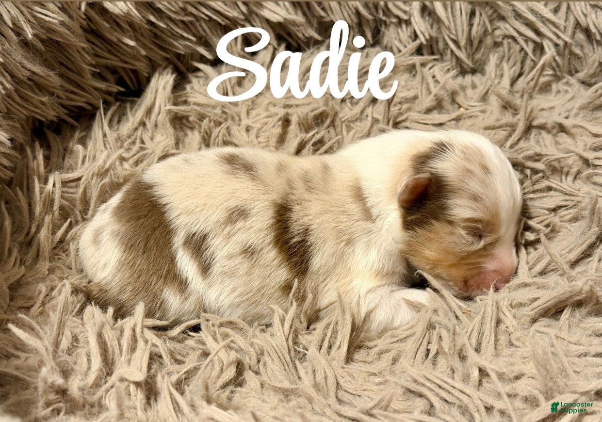 Australian Shepherd dogs for sale: Australian Shepherd 8 - Ad 8