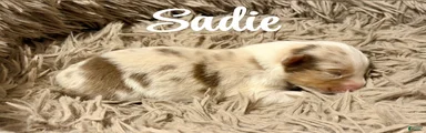 Australian Shepherd 8