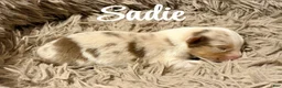 Australian Shepherd dogs for sale: Australian Shepherd 8 - Ad 1