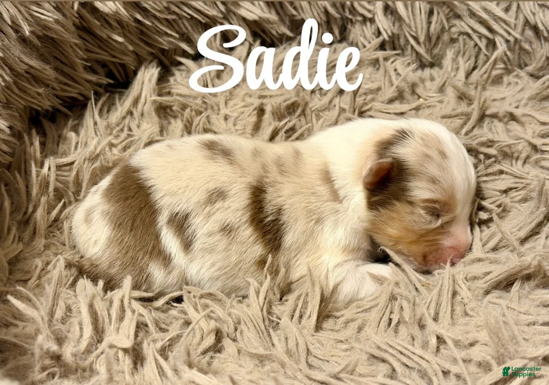 Australian Shepherd dogs for sale: Australian Shepherd 8 - Ad 1