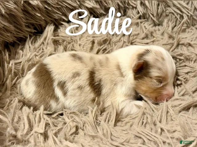 Australian Shepherd dogs for sale: Australian Shepherd 8 - Ad 8