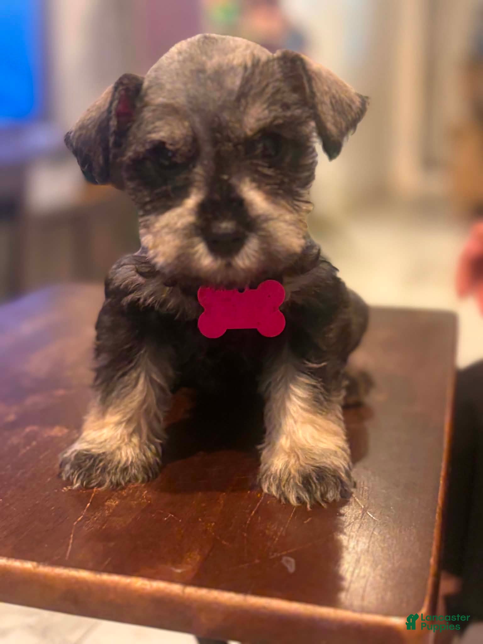 Miniature Schnauzer dogs Miniature Schnauzer 6 - Ad 35