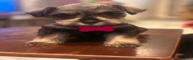 Miniature Schnauzer 6