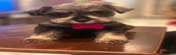 Miniature Schnauzer dogs for sale: Miniature Schnauzer 6 - Ad 1