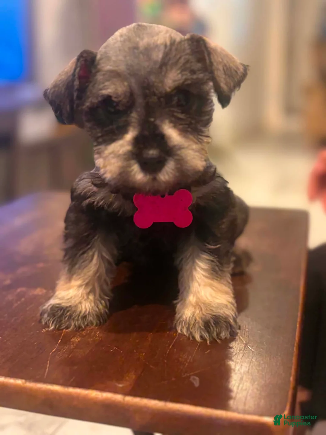 Miniature Schnauzer dogs for sale: Miniature Schnauzer 6 - Ad 1