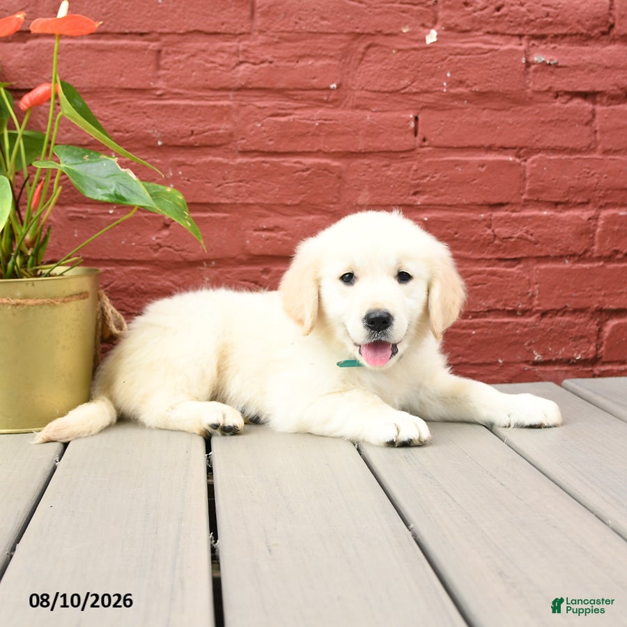 Golden Retriever dogs Tawny - Ad 2