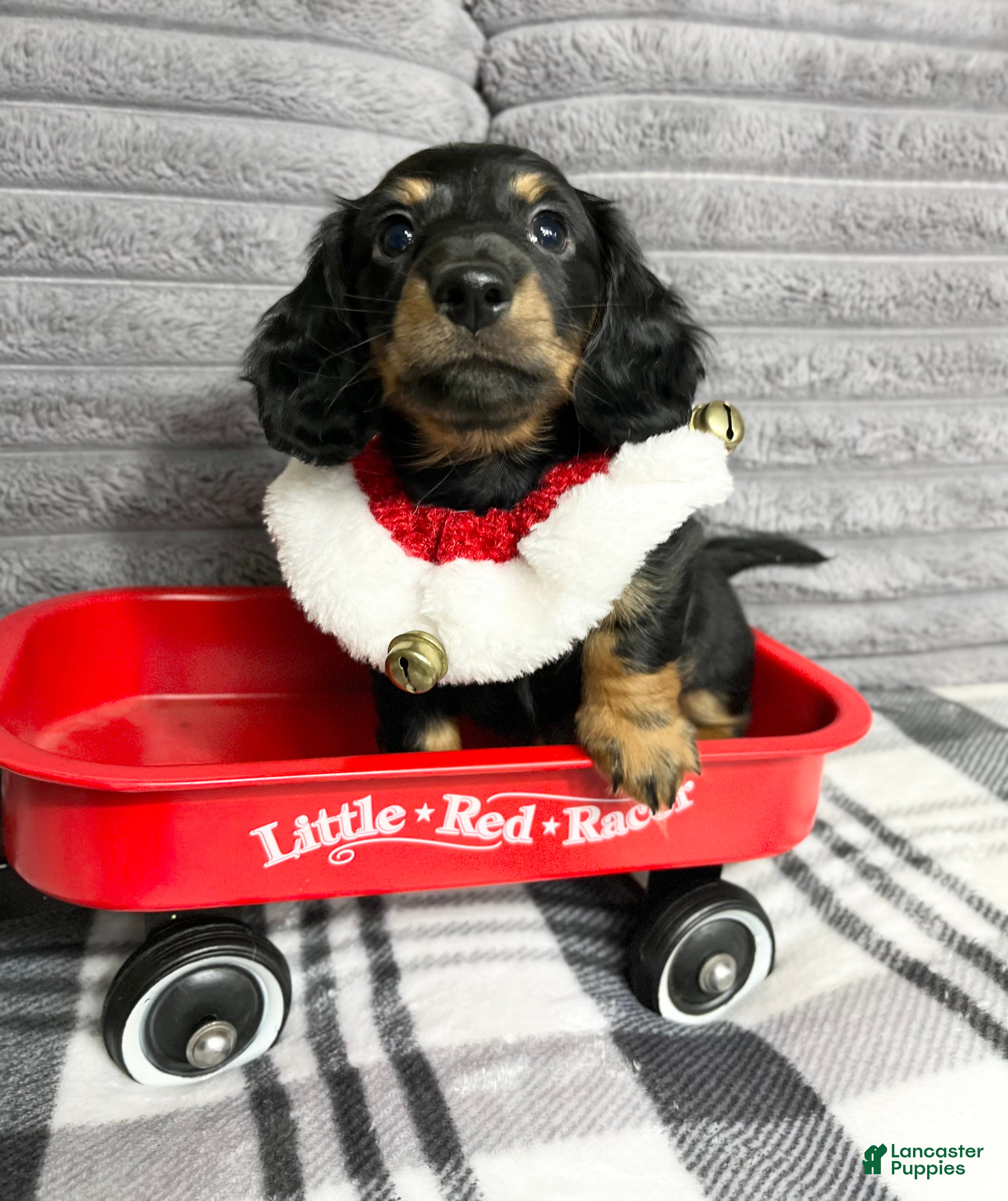 Dachshund dogs Little Barney  - Ad 41