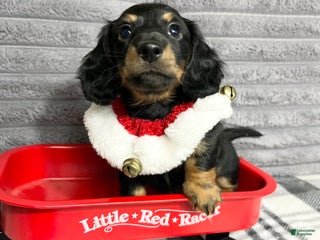 Dachshund dogs Little Barney - Ad 41