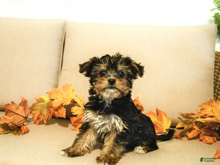 Yorkiepoo dogs - Ad 2