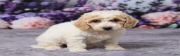 Bichpoo dogs for sale: Daisy - Ad 3