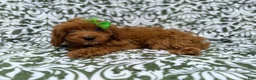 Cavapoo dogs for sale: Dolly - Ad 2