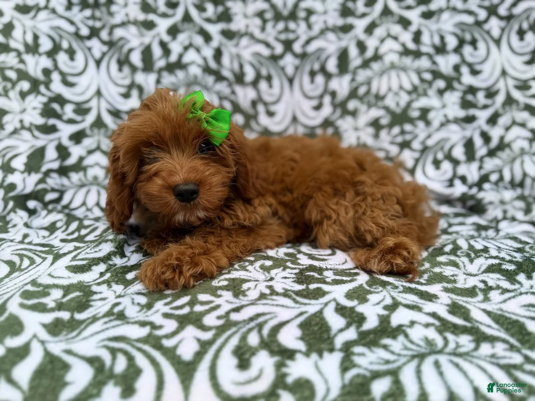 Cavapoo dogs for sale: Dolly - Ad 2