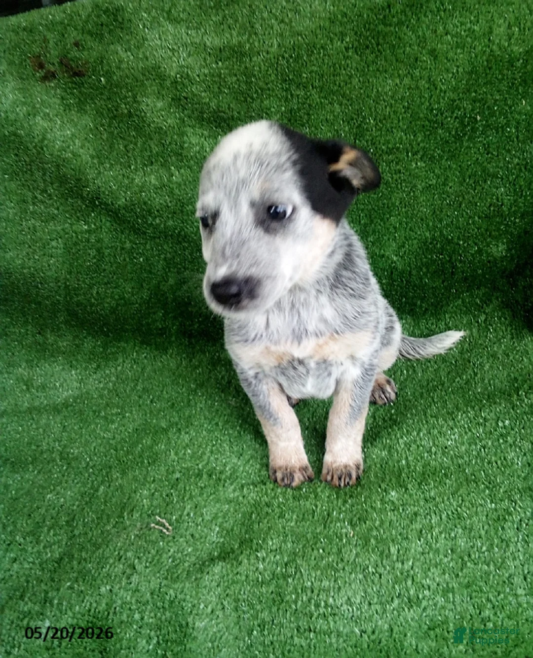 Australian Cattle Dog dogs for sale: Betsy - Ad 1