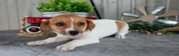 Mixed Breed dogs for sale: Sandy - Ad 2