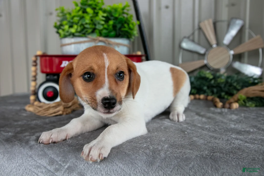 Mixed Breed dogs for sale: Sandy - Ad 2