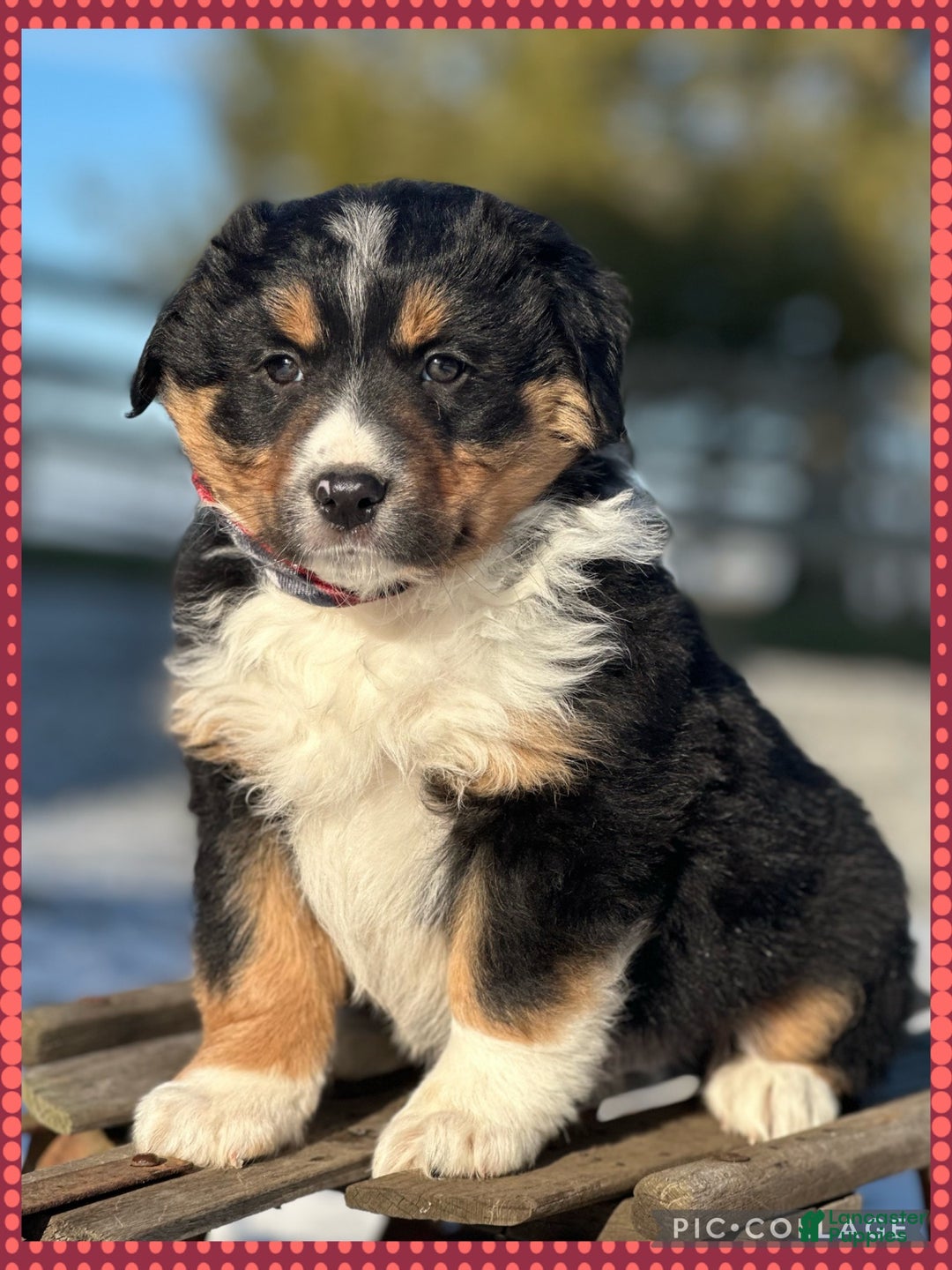 Miniature Australian Shepherd dogs for sale: Snowflake  - Ad 2