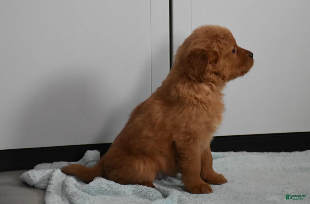 Golden Retriever dogs for sale: Sydney   Genetic/OFA - Ad 16