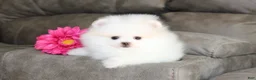 Pomeranian dogs for sale: Teacup Pamela - Ad 3