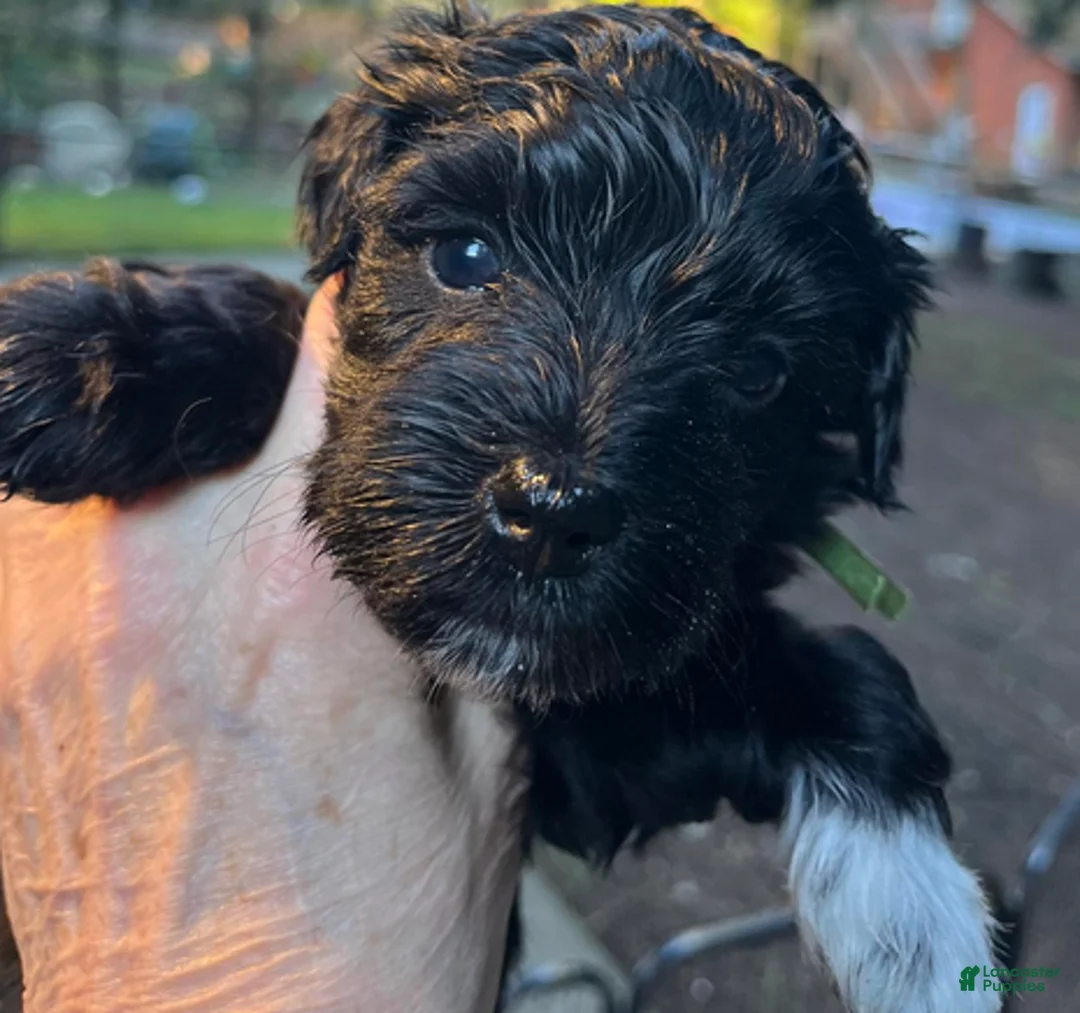 Miniature Schnauzer dogs for sale: Billy (green collar) - Ad 7