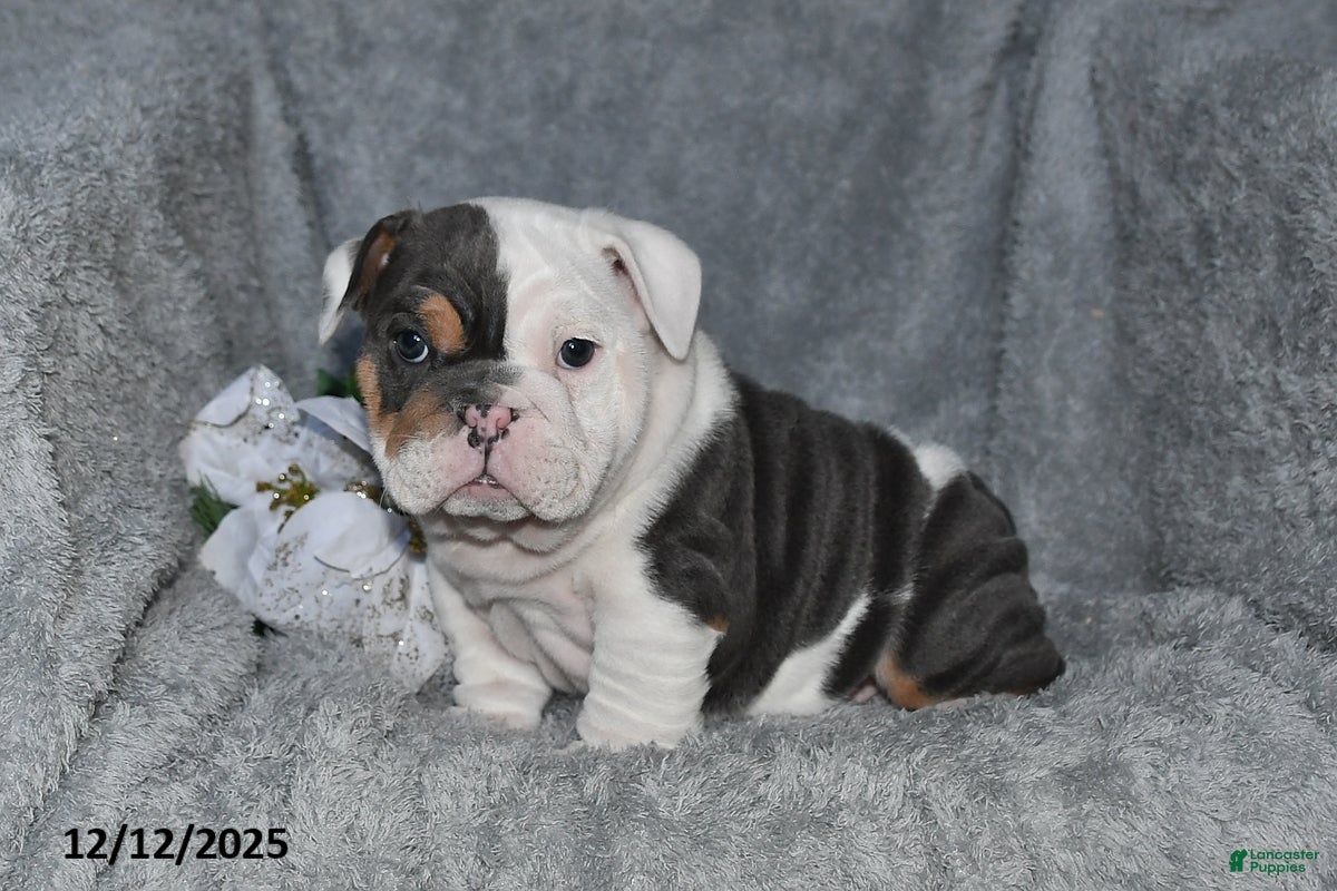 English Bulldog dogs Stanton - Ad 18