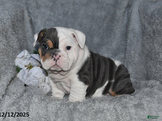 English Bulldog dogs Stanton - Ad 39
