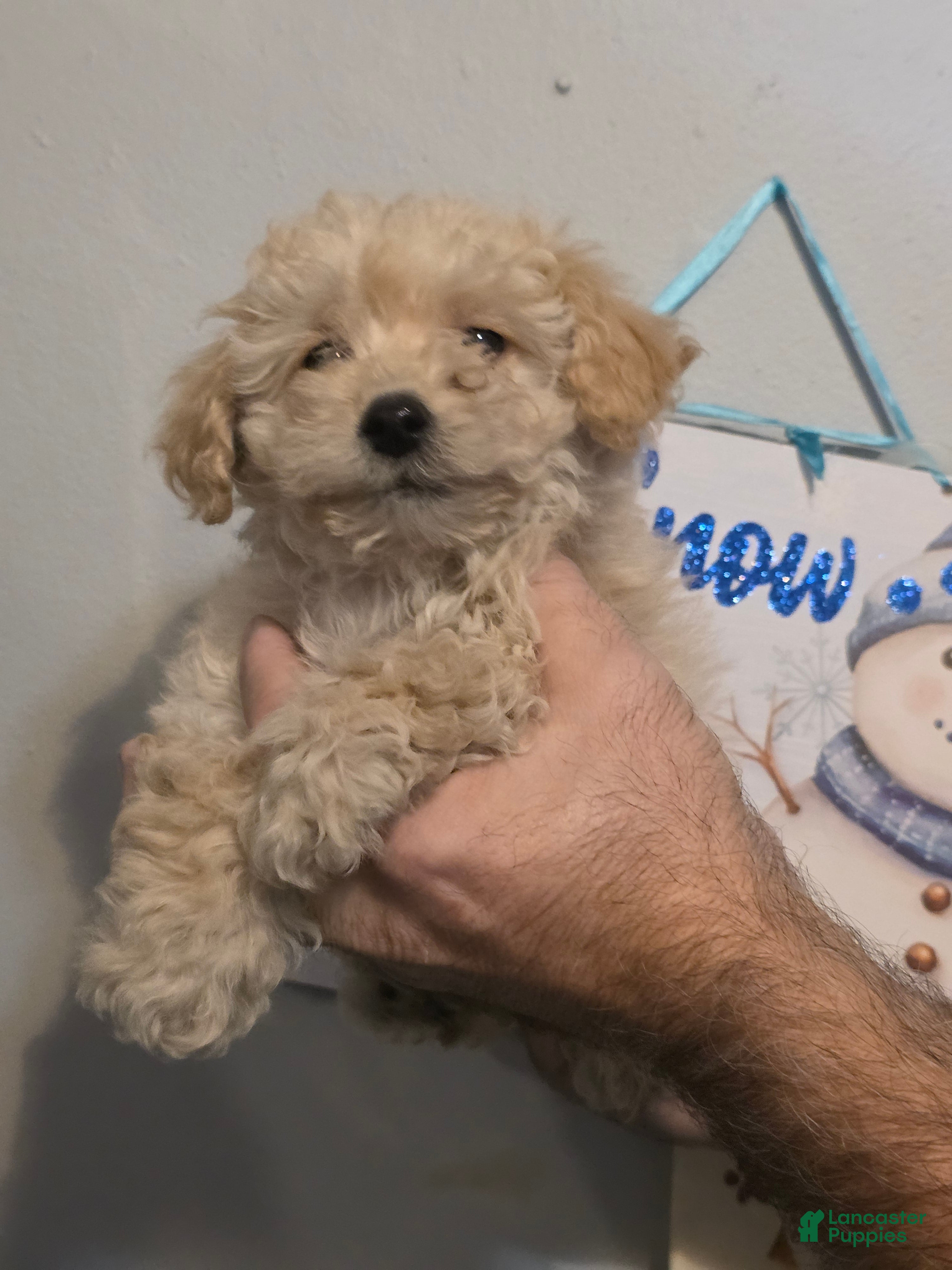 Maltipoo dogs Mason  - Ad 1