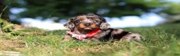 Miniature Dachshund dogs for sale: Boysenberry - Ad 4