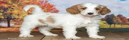 Goldendoodle dogs for sale: Jazz - Ad 3