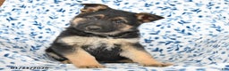 German Shepherd dogs for sale: Lucky - Ad 2