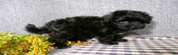 Havapoo dogs for sale: Boomer - Ad 3