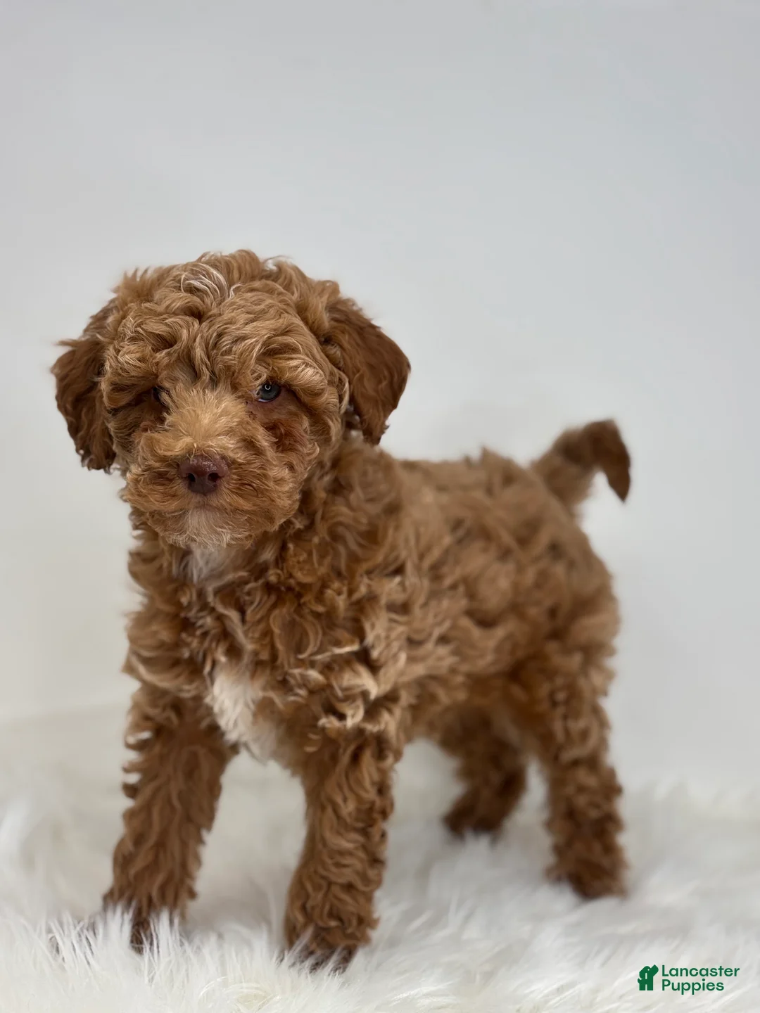 Miniature Poodle dogs for sale: Marion - Ad 2