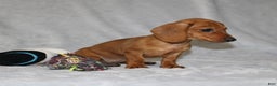 Miniature Dachshund dogs for sale: Chole - Ad 3