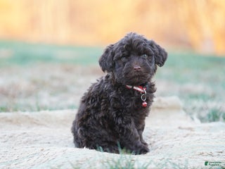 Portuguese Water Dog dogs Scott - Ad 2