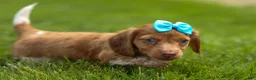 Miniature Dachshund dogs for sale: OLIVER - Ad 9