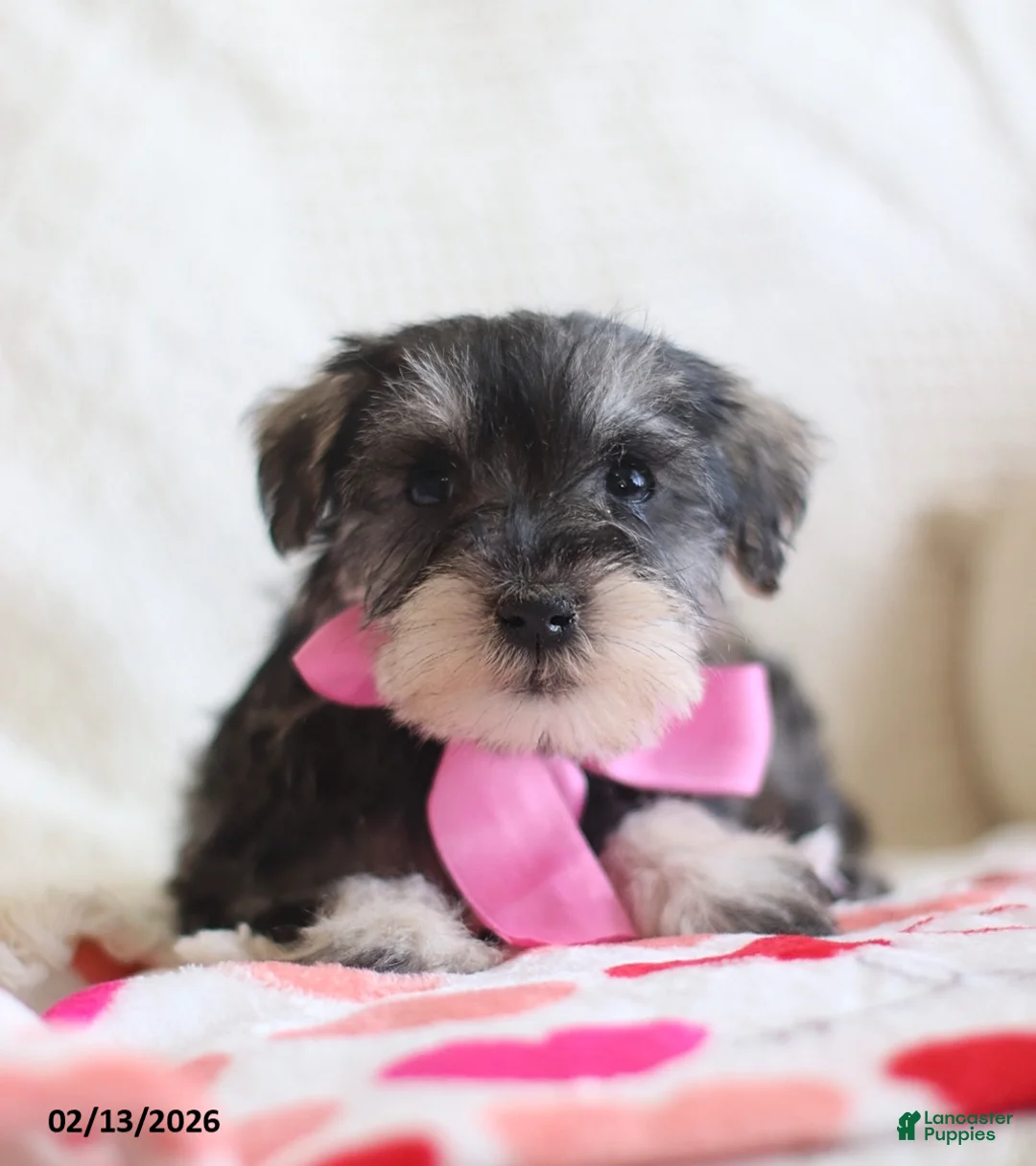 Miniature Schnauzer dogs for sale: Sharon - Ad 5
