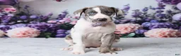 Great Dane dogs for sale: Annie - Ad 10