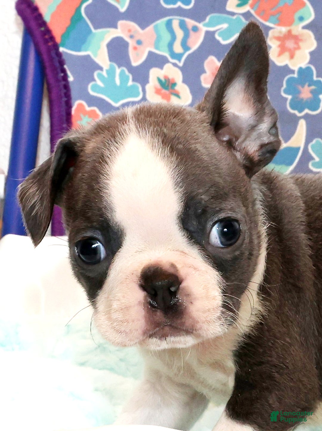 Boston Terrier dogs for sale: Blinker - Ad 8
