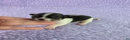 Chihuahua dogs for sale: AKC Fiona  - Ad 10