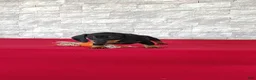 Miniature Dachshund dogs for sale: Tootsie - Ad 7