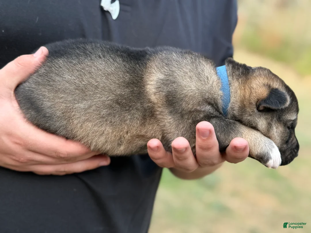 Gerberian Shepsky dogs for sale: Oliver - Ad 6