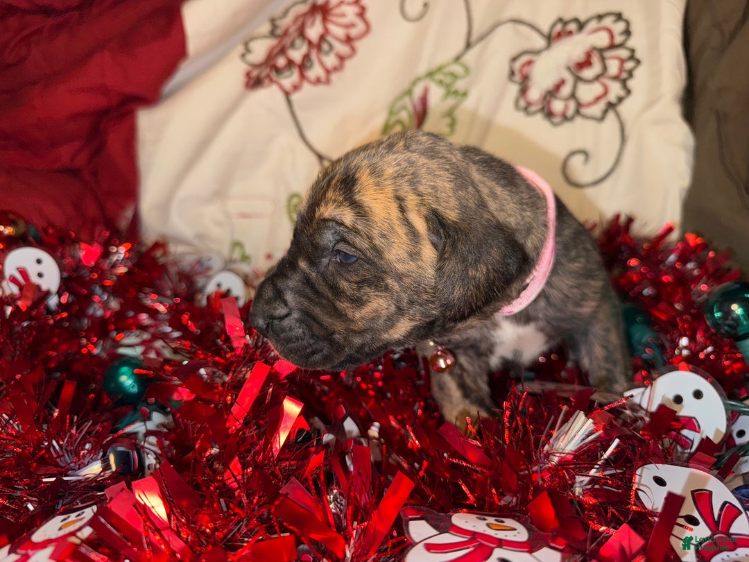 Great Dane dogs for sale: Erica - Ad 6