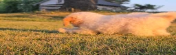 Cavapoo dogs for sale: Cardamom  - Ad 12