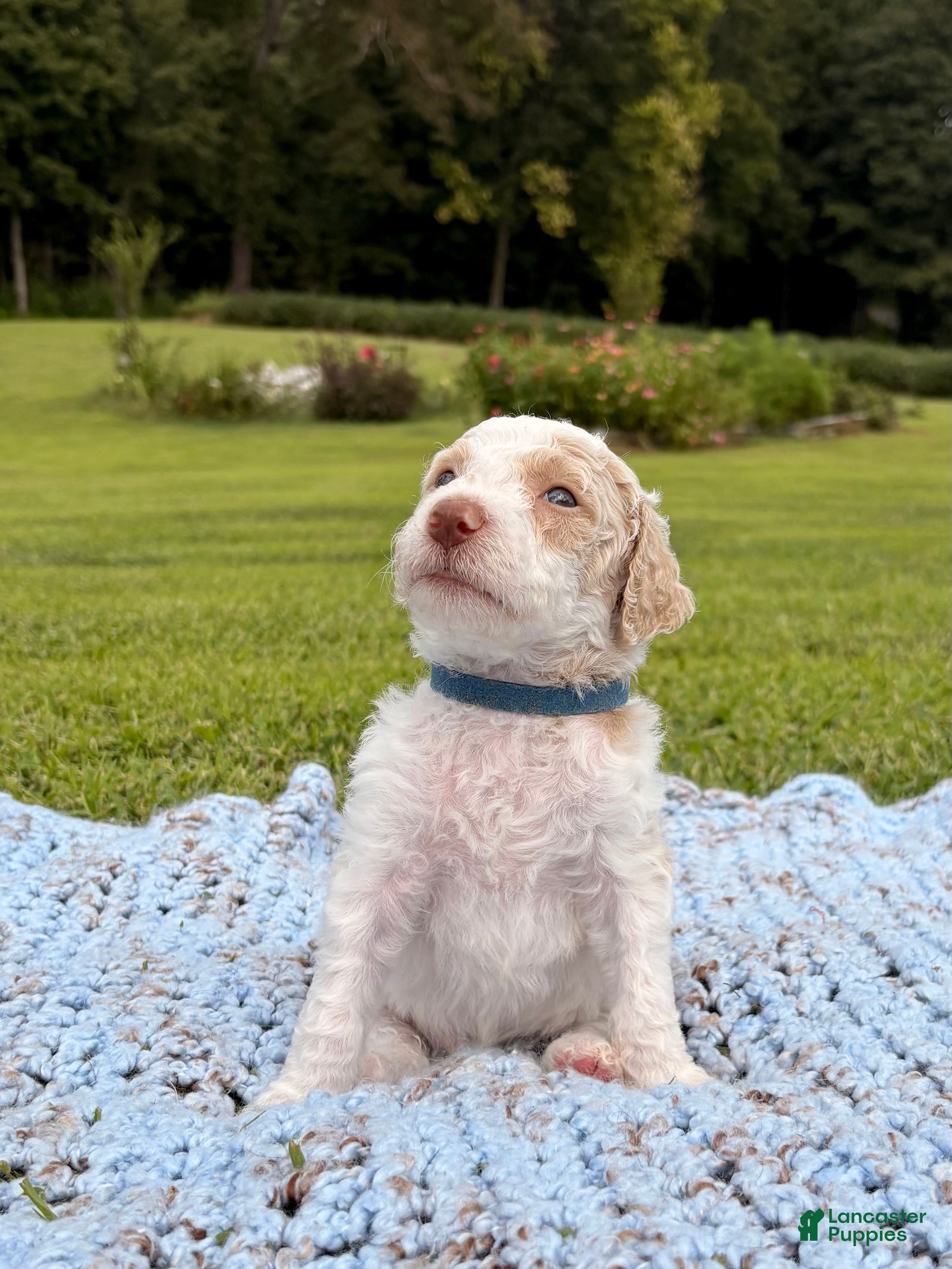 Standard Poodle dogs Navy blue collar - Ad 1