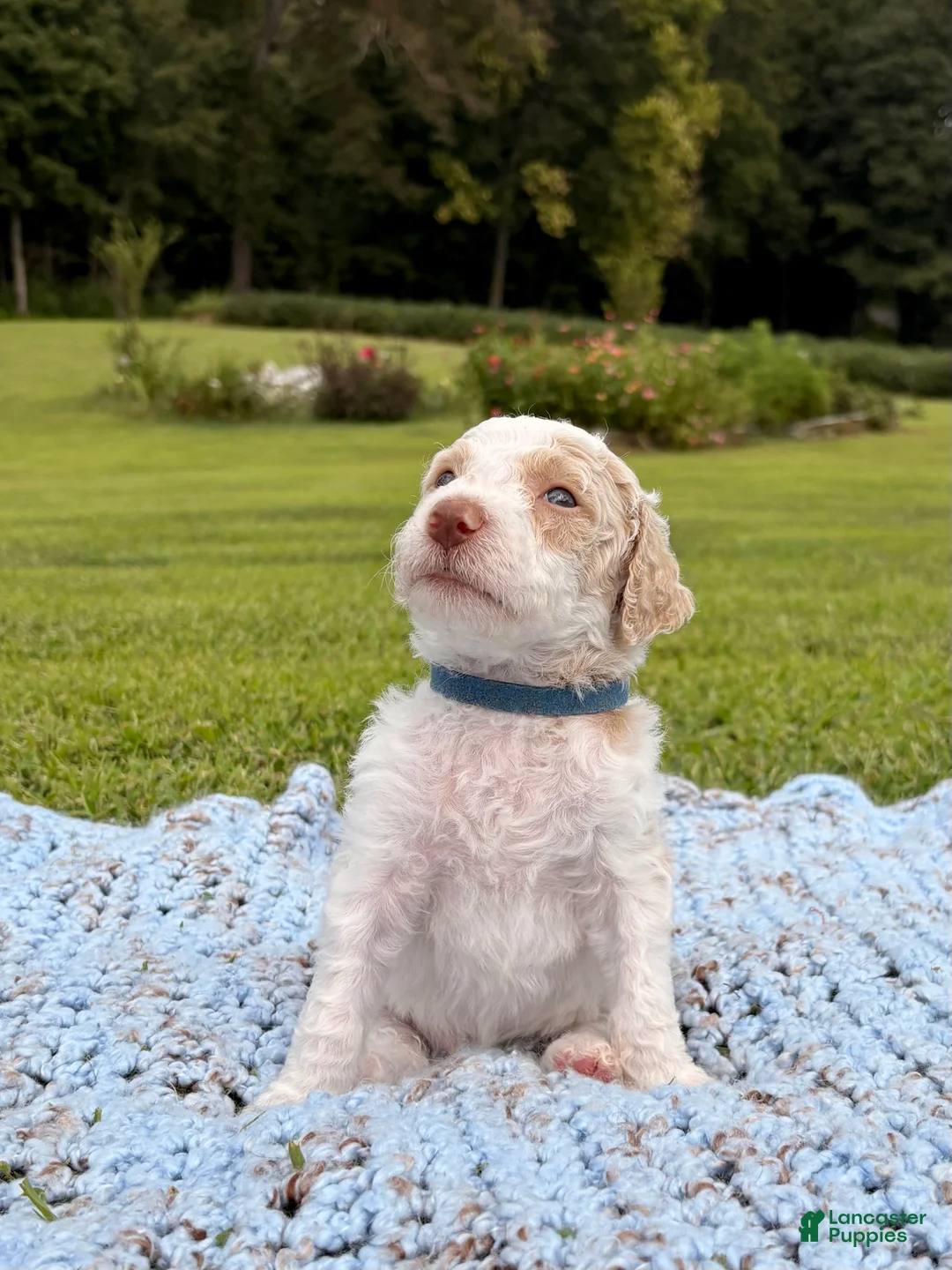 Standard Poodle dogs for sale: Navy blue collar - Ad 1