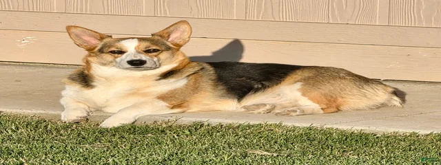 Clarabelle 