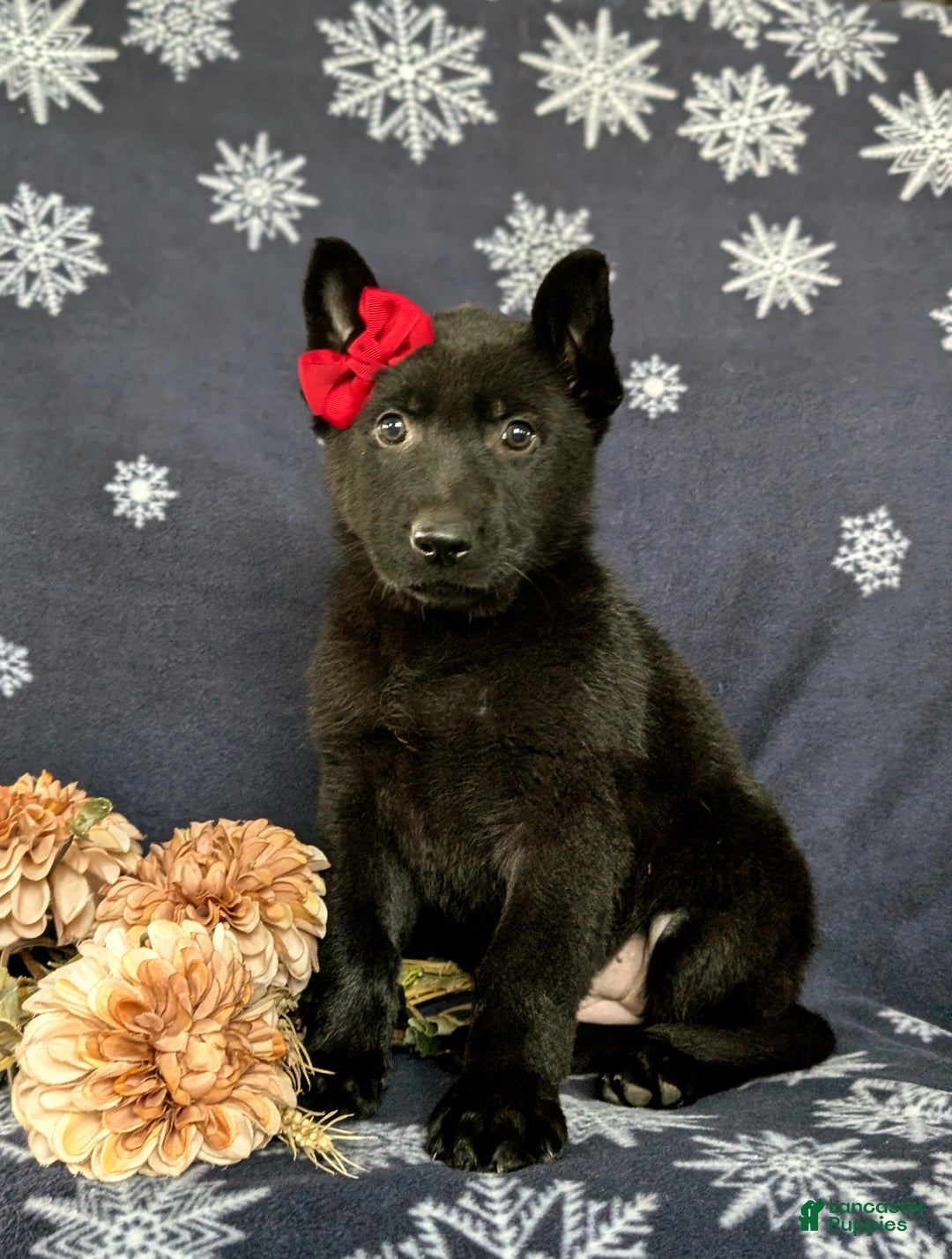 German Shepherd dogs for sale: Demi - Ad 3