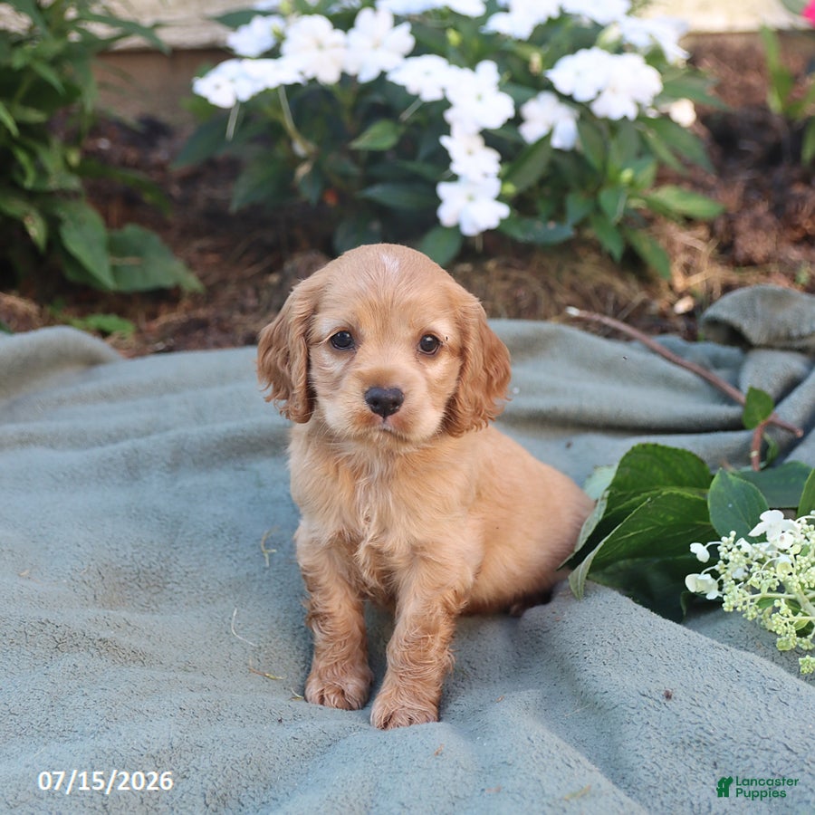 English Cocker Spaniel dogs Mocha - Ad 2