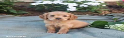 English Cocker Spaniel dogs for sale: Mocha - Ad 2