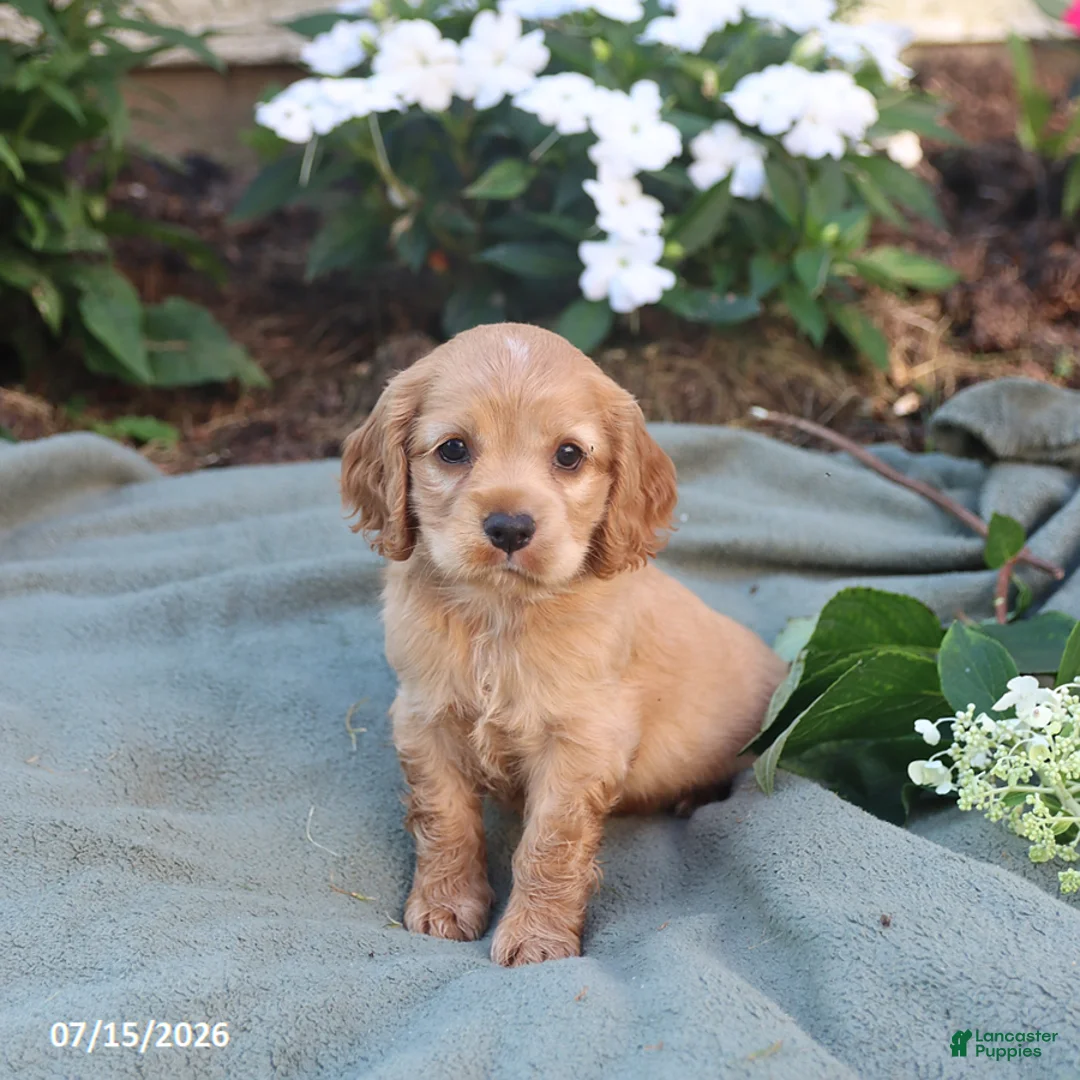 English Cocker Spaniel dogs for sale: Mocha - Ad 2