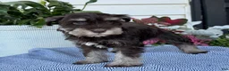 Miniature Schnauzer dogs for sale: Logan - Ad 3
